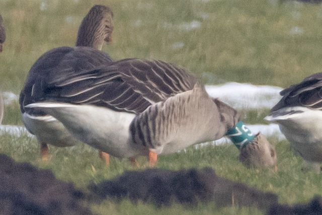 Grauwe Gans